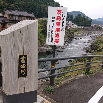 吉田川、鮎の友釣りエリア