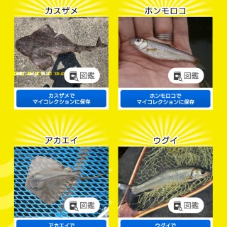 カスザメ、ホンモロコ、アカエイ、ウグイ